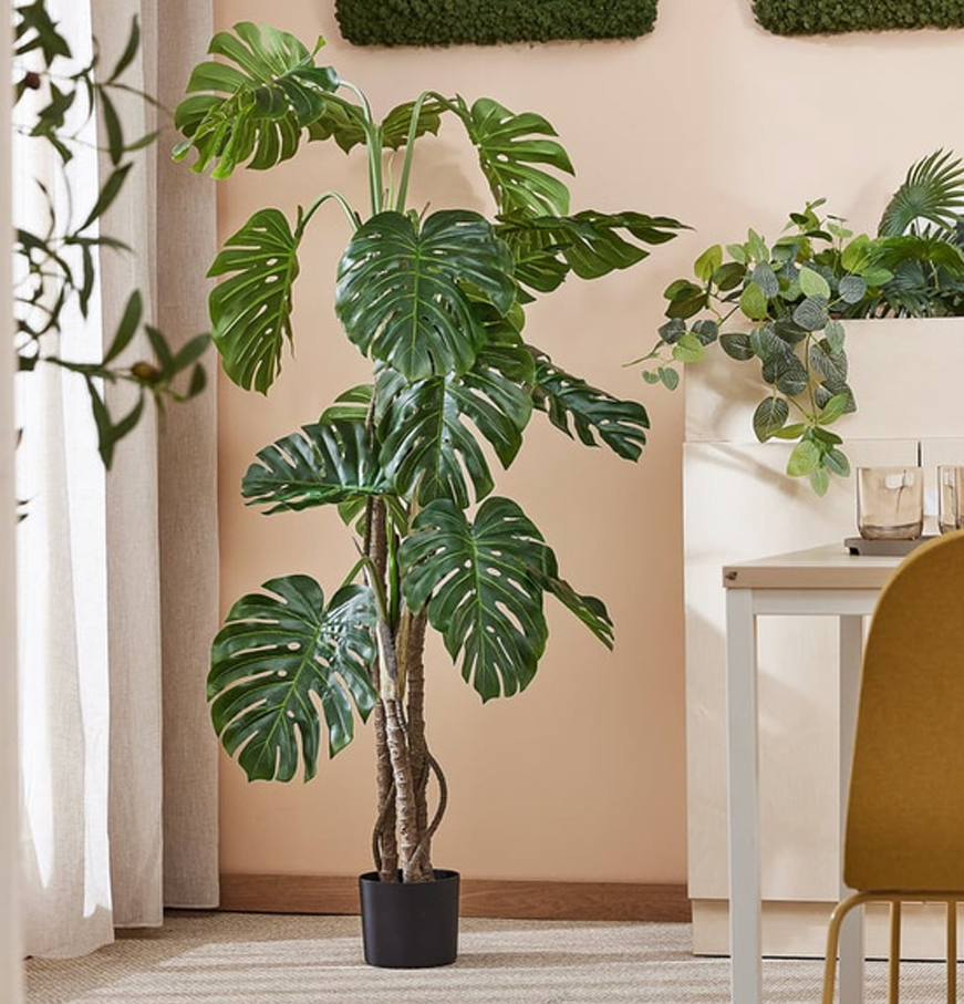 Monstera Deliciosa